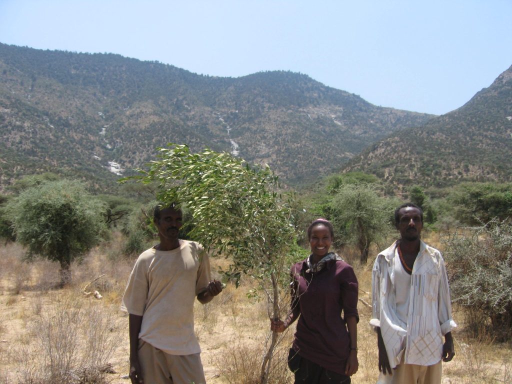 Sada Mire after mountaineering to the top of Dacawo/Dhameer Gowrac mountains with the Dhaymoole team at Laaso, collecting samples of the wagar tree, the African olive, 2007.